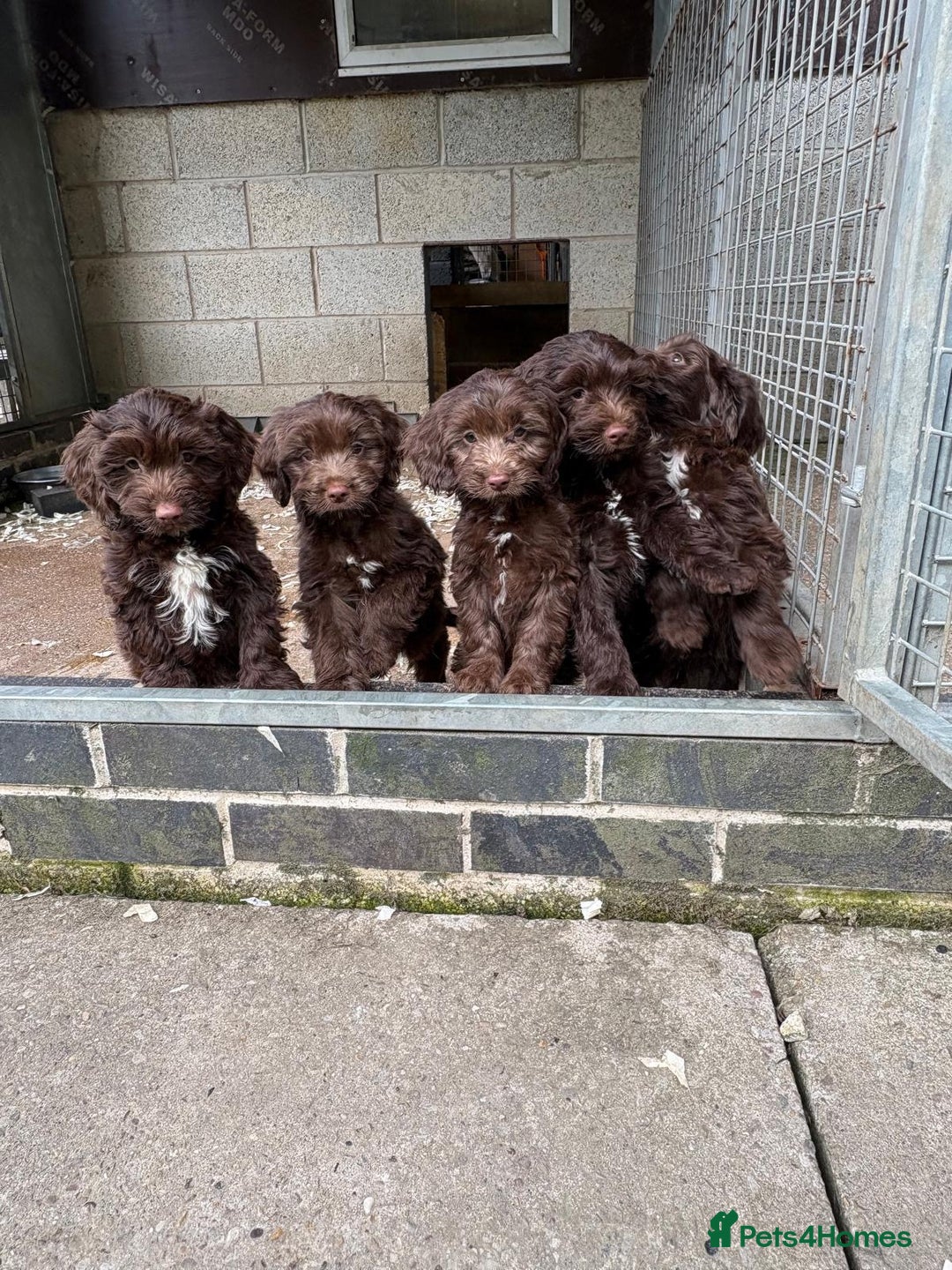 Sproodle dogs for sale: Ready to leave now F1 sproodles - Image 4