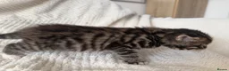 Maine Coon cats for sale: These lovely kittens are ready to go  in Ipswich - Advert 3