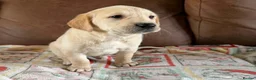 Labrador Retriever dogs for sale: Labrador X Golden retriever  - Advert 15
