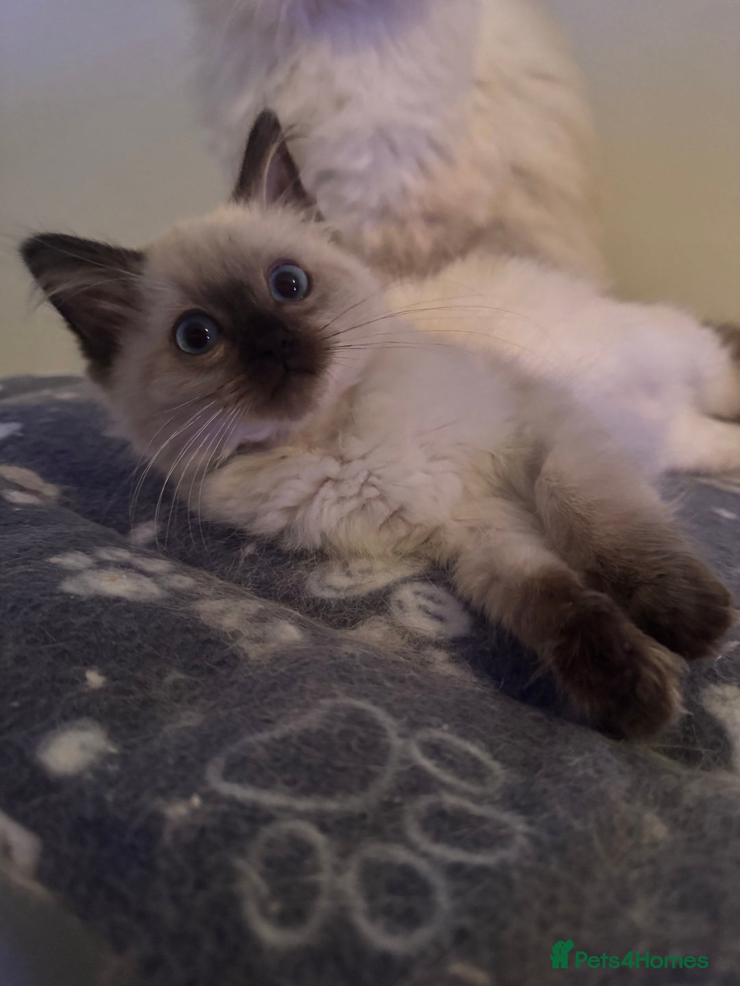 Ragdoll cats for sale: Stunning Seal Point Female Ragdoll  - Advert 5