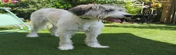 Mixed Breed dogs for adoption: RAYNA - Advert 6