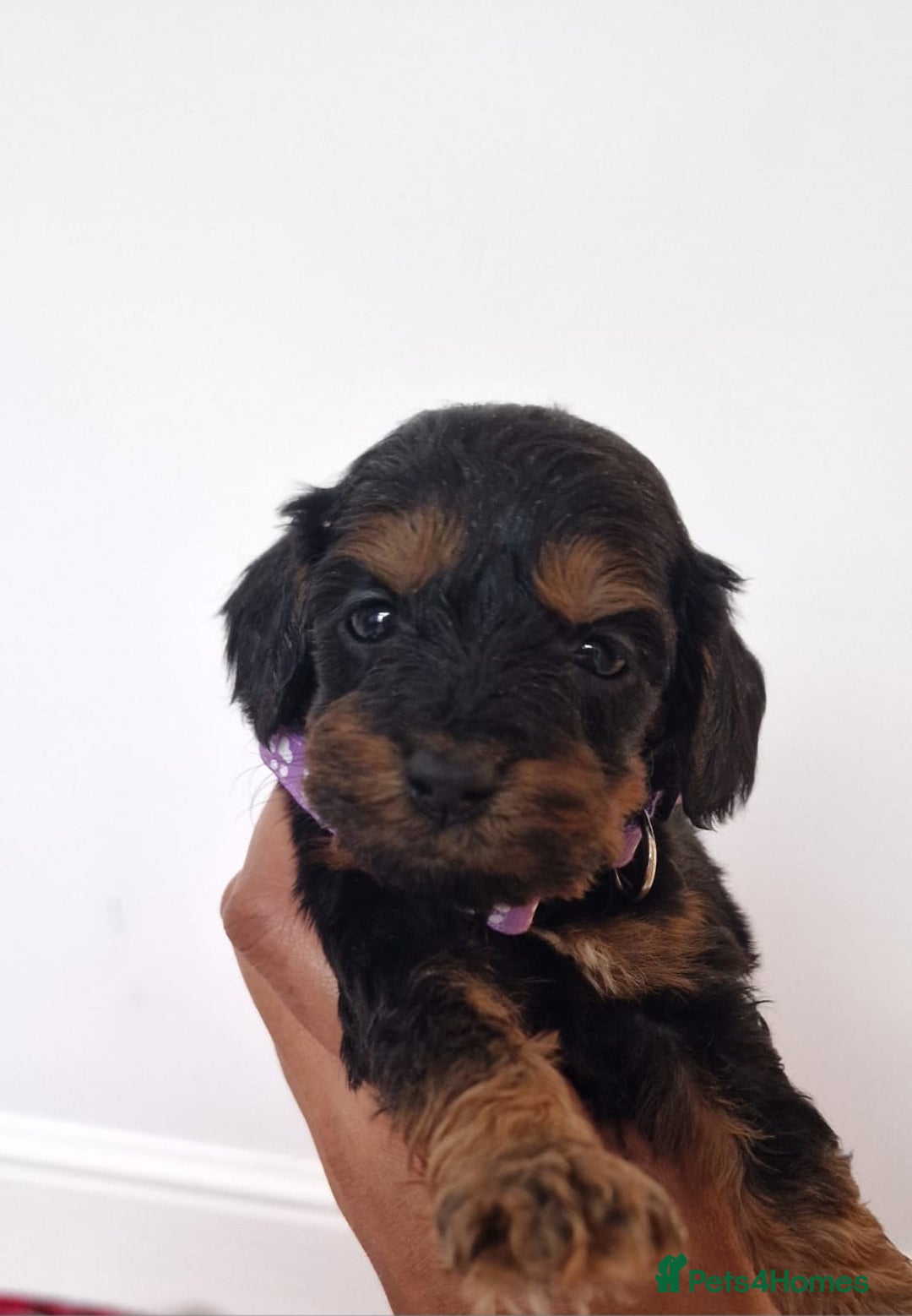 Cockapoo dogs for sale: F1 Cokerpoo puppies  - Advert 8
