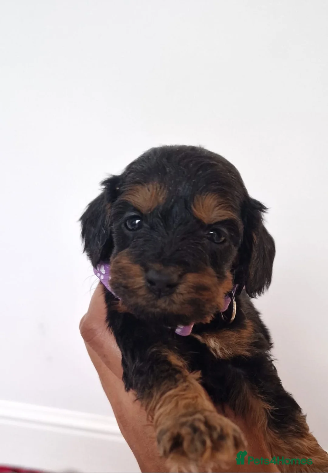 Cockapoo dogs for sale: Reduced £800 1 remaining female cockapoo Puppy  - Advert 8