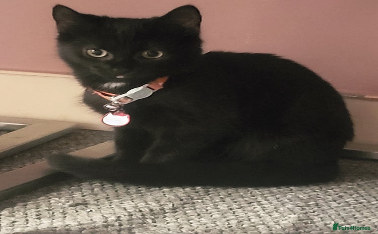 Mixed Breed cats - Advert 4