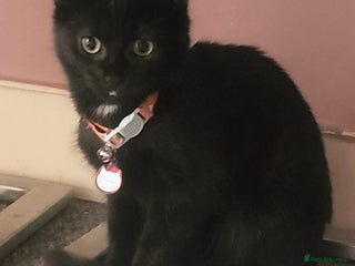 Mixed Breed cats - Advert 15