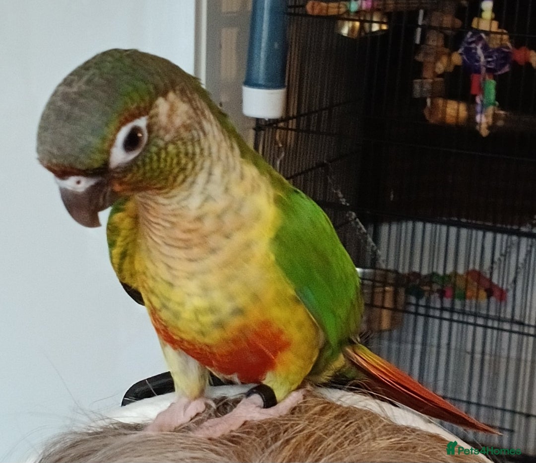 Conures birds for sale: Conures handreared Conures Green Cheeks  - Image 12