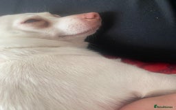 Pomchi dogs for sale: Mr Pennington marshmallow Grabowski  - Image 11