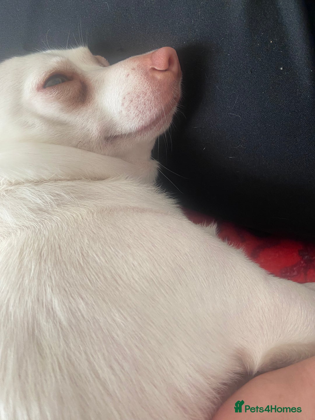 Pomchi dogs for sale: Mr Pennington marshmallow Grabowski  - Image 11