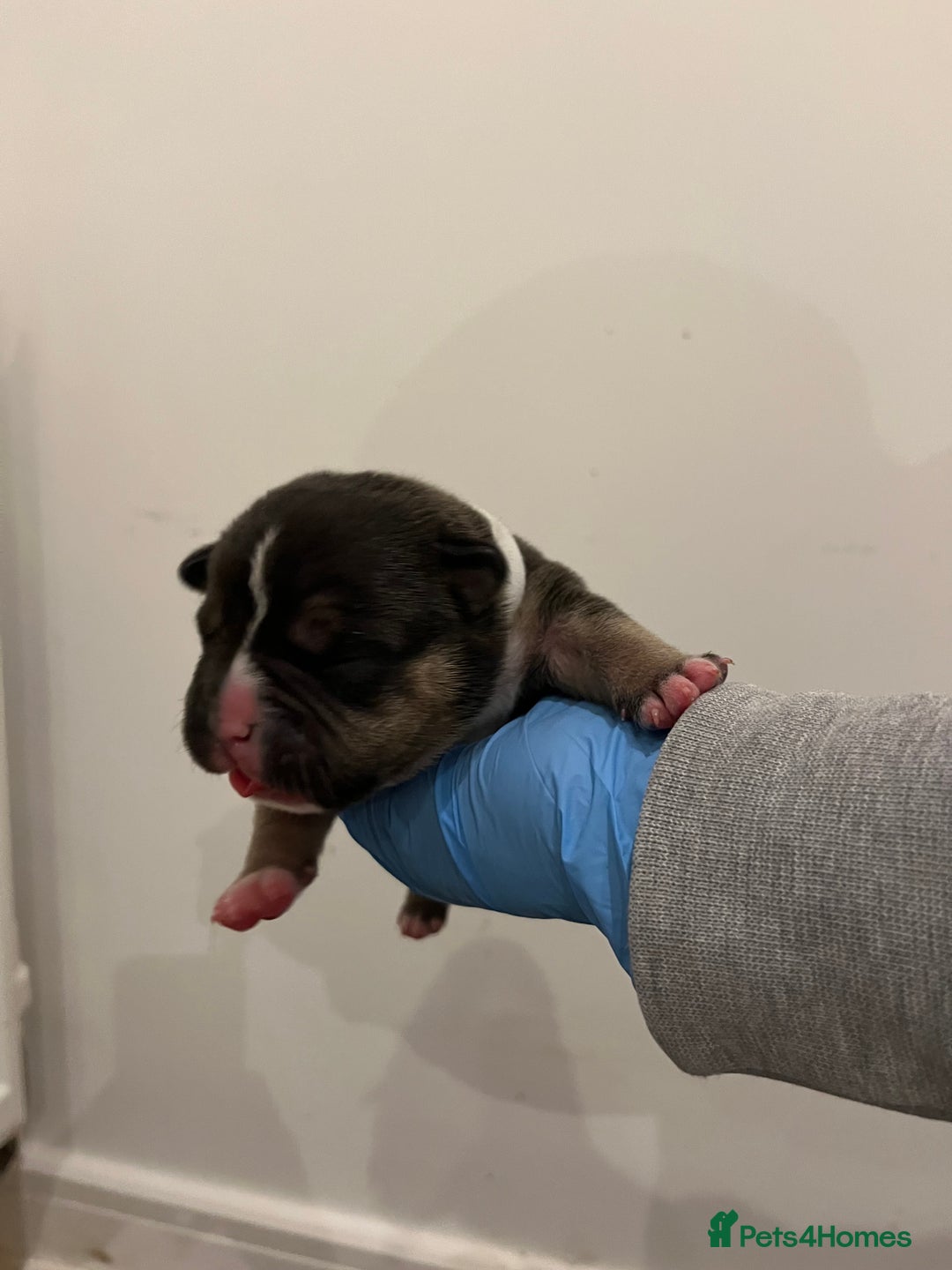 American Bully dogs for sale: BEAUTIFUL pocket bullies  - Advert 11