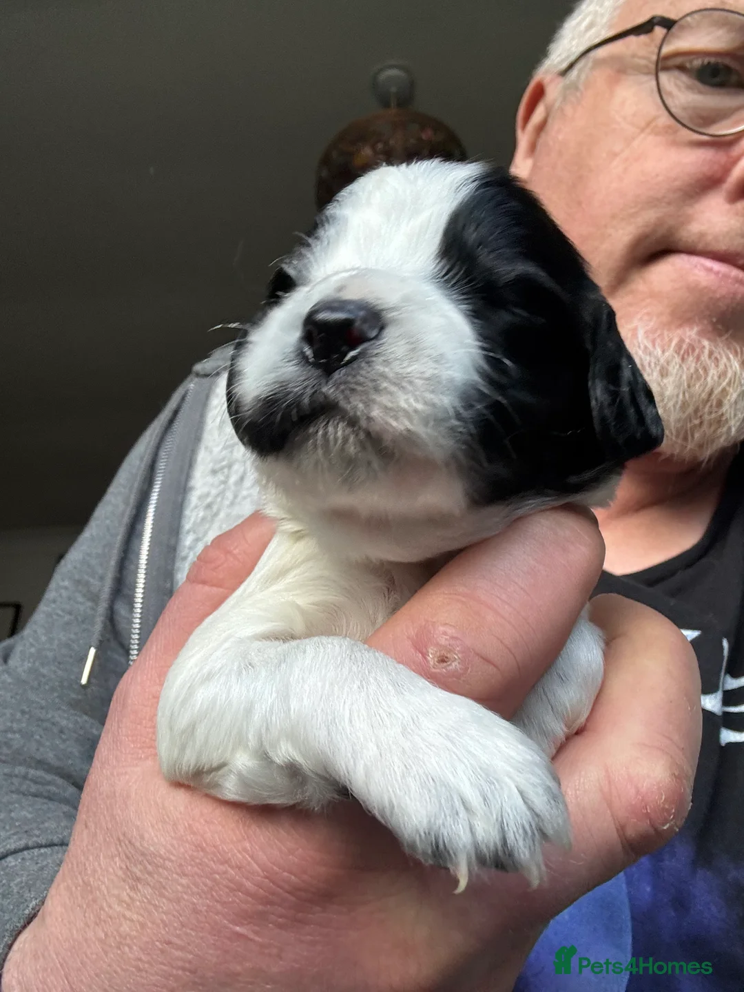 Sprocker dogs for sale: 3 sprocker puppies available - Advert 2