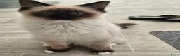 Ragdoll cats for sale: Purebred ragdoll  - Advert 7