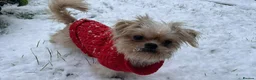 Mixed Breed dogs for sale: Male pup for sale  - Advert 2