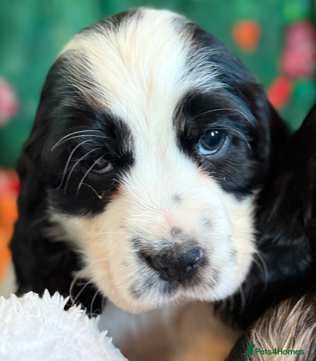 Cocker Spaniel dogs for sale: Stunning Blue Roan Pups Available - Advert 4