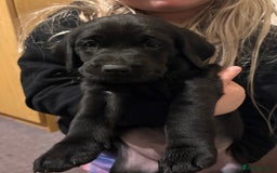 Labrador Retriever dogs for sale: Labrador  - Image 15