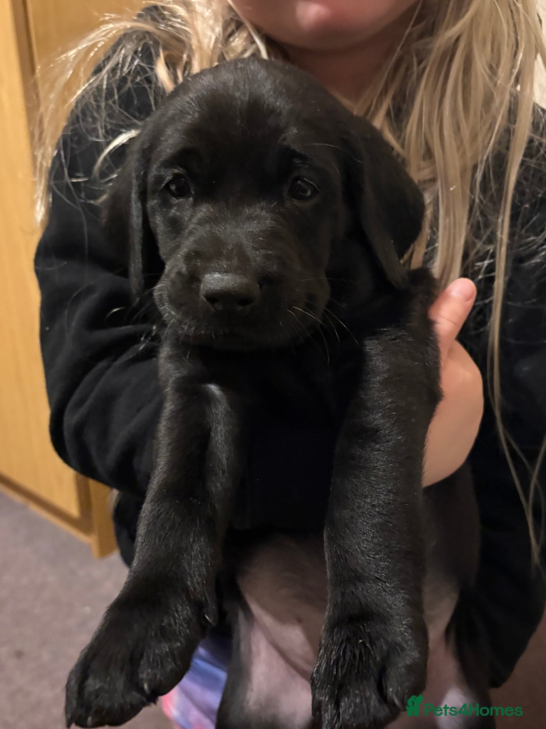 Labrador Retriever dogs for sale: Labrador  - Image 15