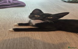 Domestic Shorthair cats for sale: 3 kittens looking for their forever homes in Newmarket - Image 10