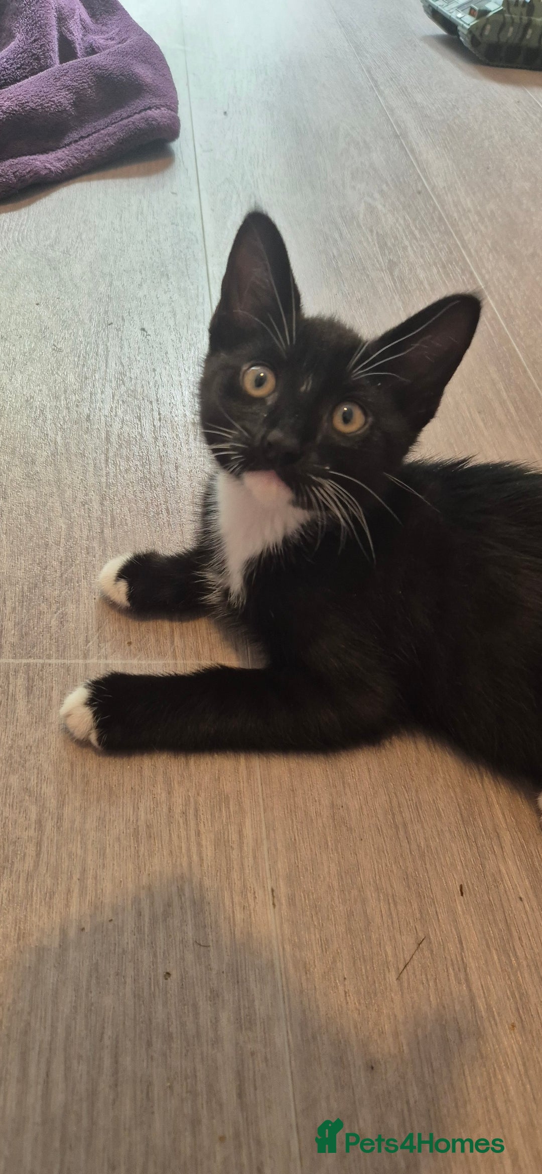 Domestic Shorthair cats for sale: 3 kittens looking for their forever homes in Newmarket - Image 10