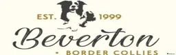 Border Collie dogs for sale: KC/ISDS REG BORDER COLLIE DNA HEALTH TESTED PUPS - Advert 3
