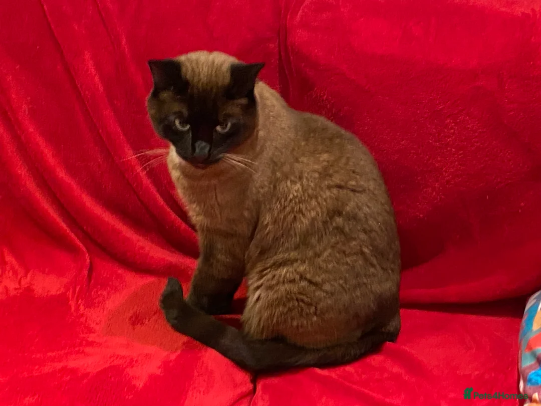 Ragdoll cats for sale: Ragdoll cat - Advert 1