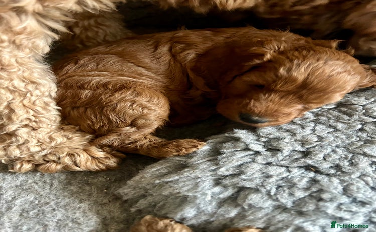 Cockapoo dogs - Advert 13