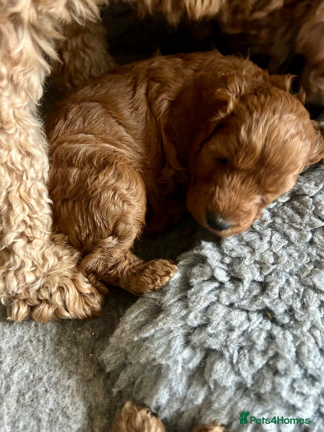 Beautiful fox red cockapoo pups for sale in Hereford | Pets4Homes