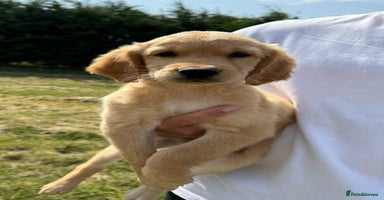 Golden Retriever dogs - Advert 1