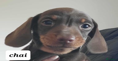 Miniature Dachshund dogs QUALITY miniature Dachshund smooth KC REGISTERED - Advert 12