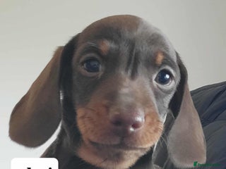 Miniature Dachshund dogs QUALITY miniature Dachshund smooth KC REGISTERED - Advert 3