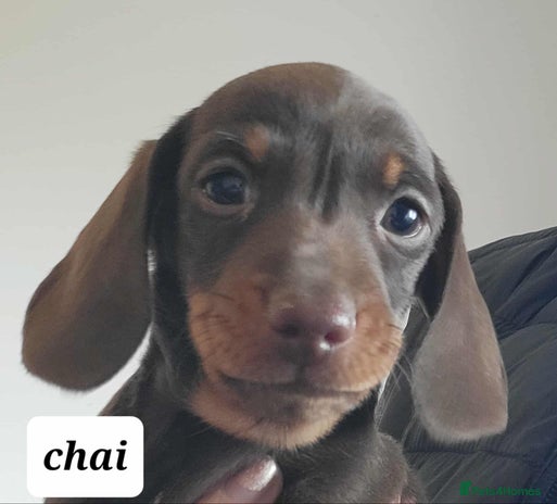 Miniature Dachshund dogs QUALITY miniature Dachshund smooth KC REGISTERED - Advert 13