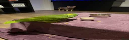 Parrots birds for sale: YELLOW CROWNED AMAZONIAN PARROT  in Aldershot - Advert 2