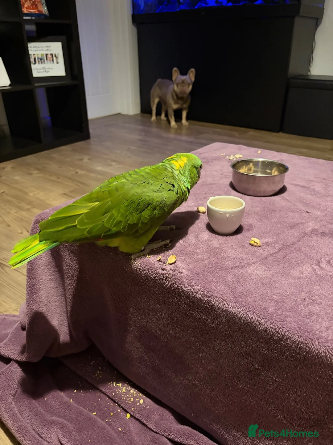 Parrots birds for sale: YELLOW CROWNED AMAZONIAN PARROT  in Aldershot - Advert 2