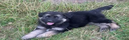 German Shepherd dogs for sale: Long haired German shepherd puppies  - Advert 4