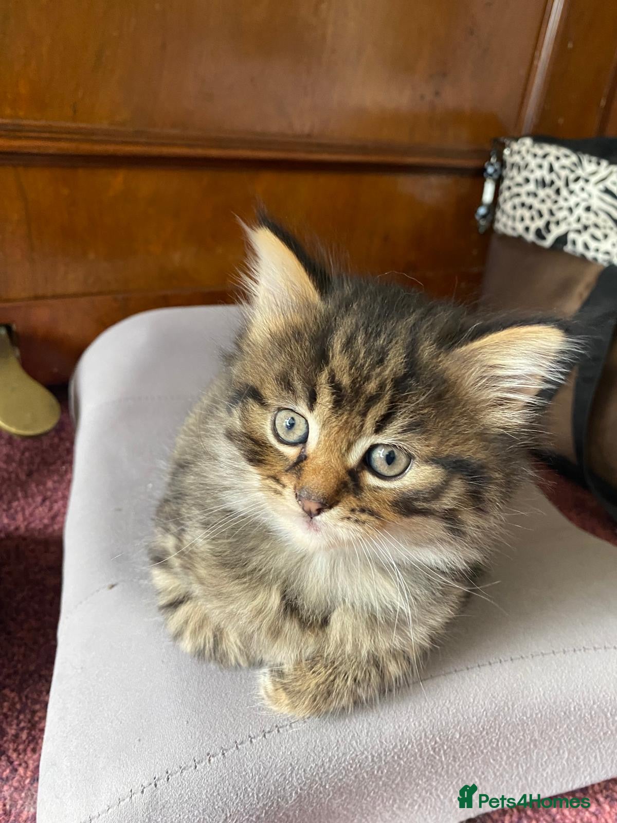 Siberian cats for sale: ADORABLE SIBERIAN X RUSSIAN BLUE MIX - Advert 10