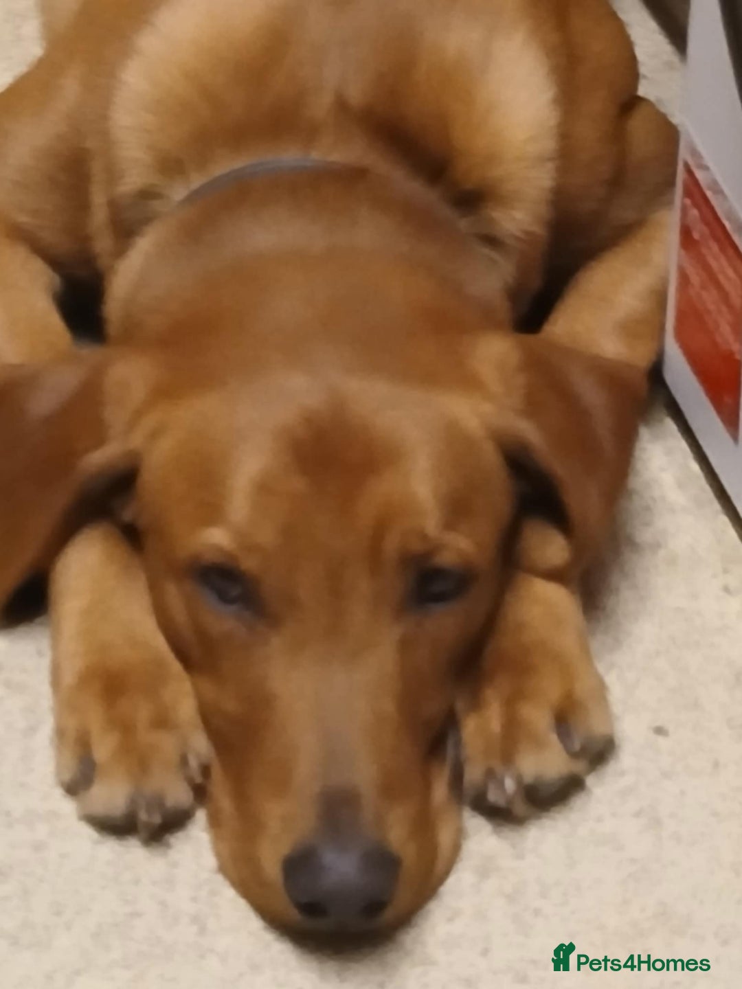 Labrador Retriever dogs for sale: Fox Red lab pup  - Advert 3