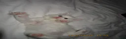 Siberian cats for sale: 🐾 Beautiful Siberian Kittens💙 - Advert 19
