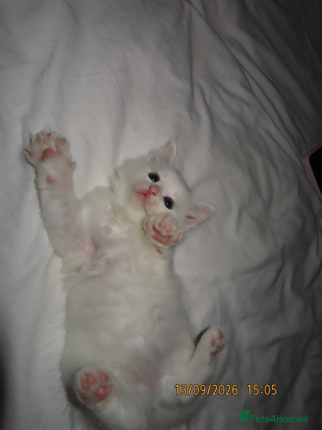 Siberian cats for sale: 🐾 Beautiful Siberian Kittens💙 - Advert 19