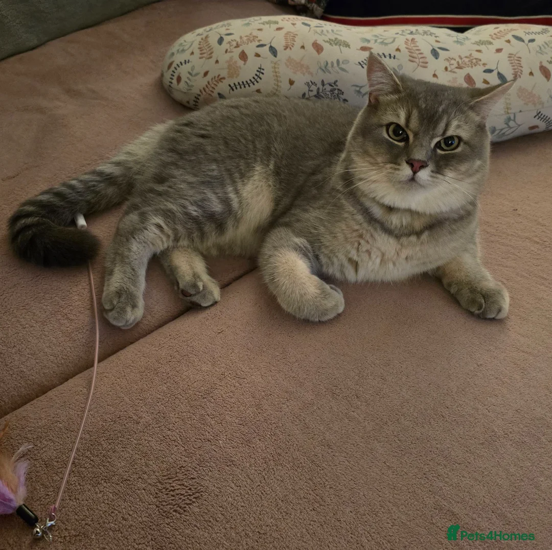 British Shorthair cats for sale: Silver/Blue Golden British Shorthair  - Advert 2
