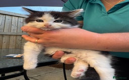 Mixed Breed cats for sale: GORGEOUS LONGHAIRED KITTENS FOR SALE!! - Image 8