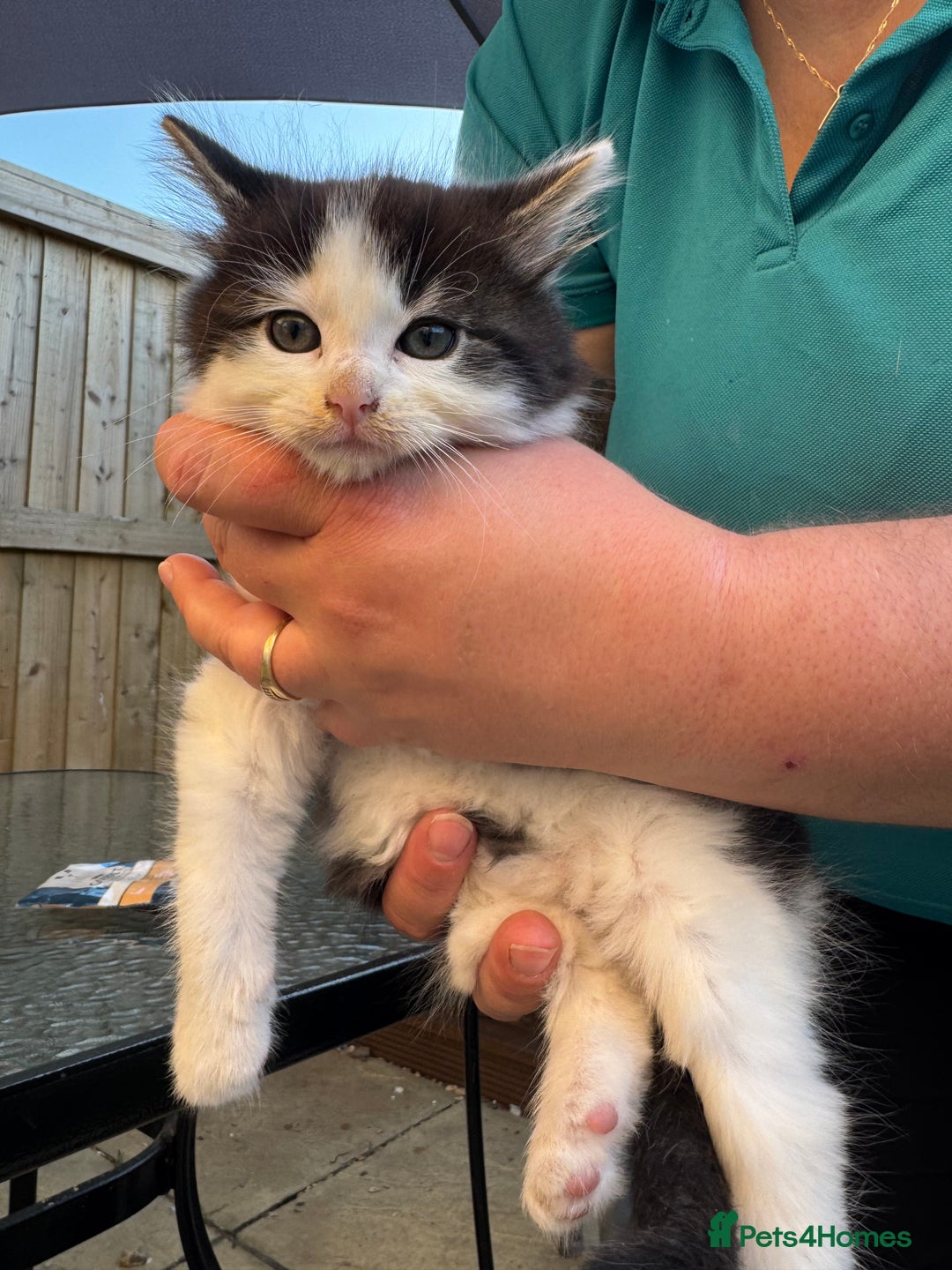 Mixed Breed cats for sale: GORGEOUS LONGHAIRED KITTENS FOR SALE!! - Image 8