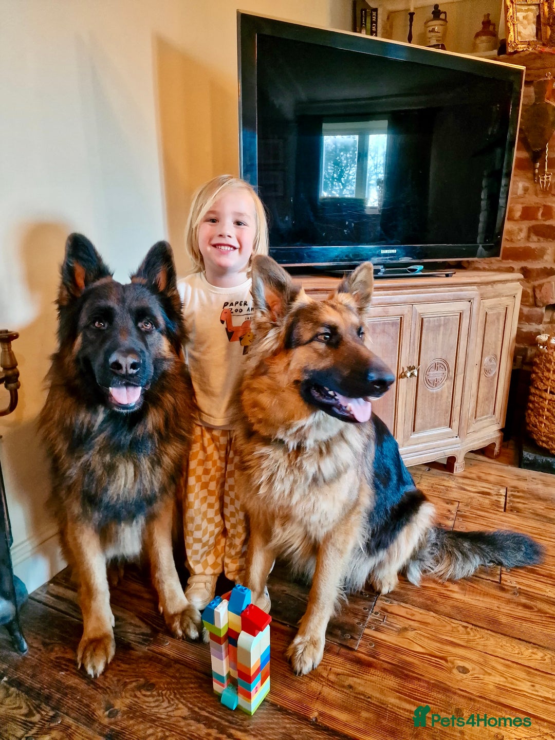 German Shepherd dogs for sale: Puppies - Long hair/Straight back German Shepherd - Advert 4