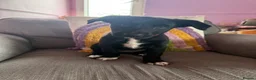 Borador dogs for sale: Borador puppies for sale  - Advert 8