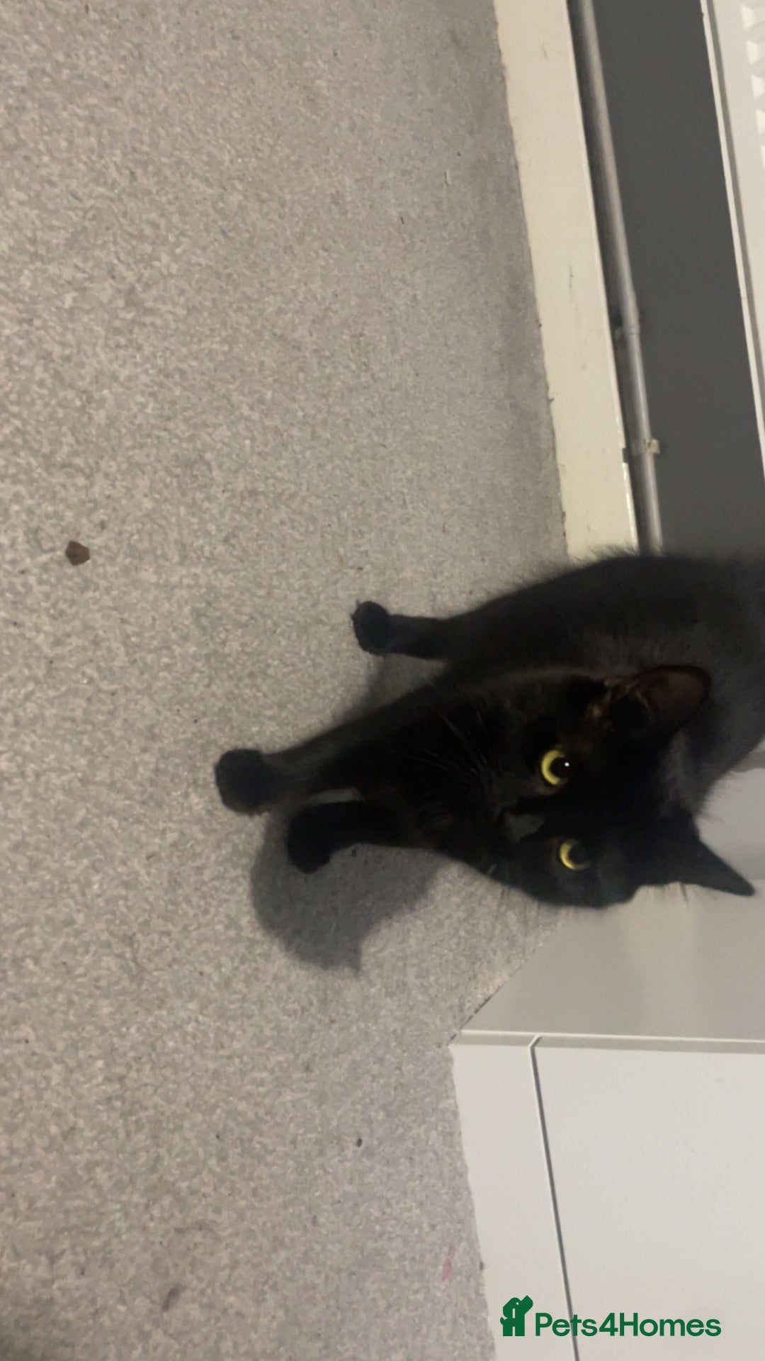 Mixed Breed cats for sale: Cat for sale  - Advert 4