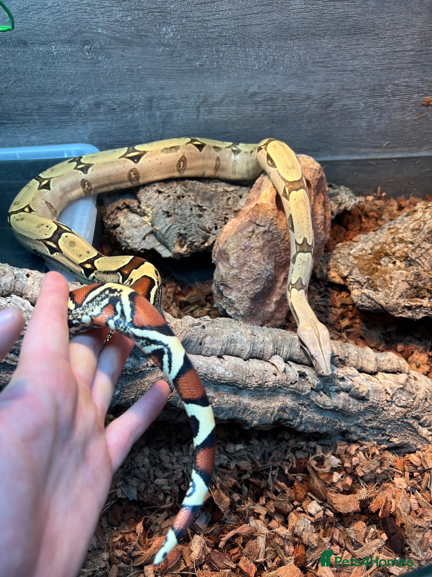 Boa Snake reptiles for sale: Suriname BCC female 100% pure locality  - Advert 1
