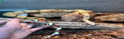 Boa Snake reptiles for sale: Suriname BCC female 100% pure locality  - Advert 1