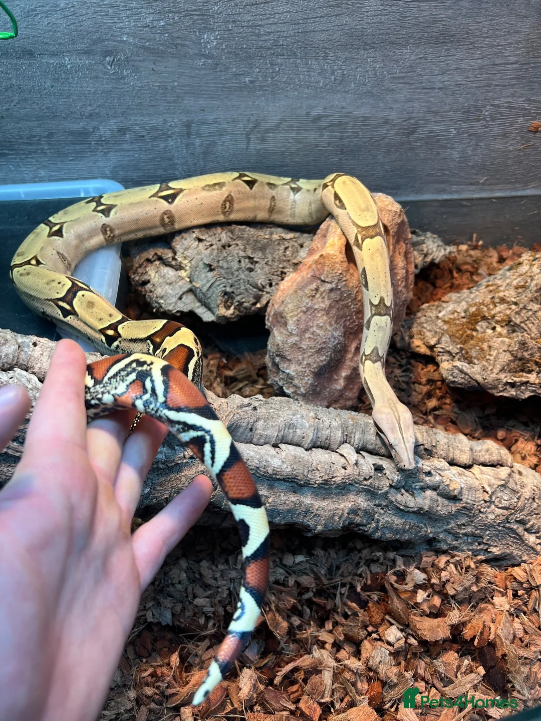 Boa Snake reptiles for sale: Suriname BCC female 100% pure locality  - Advert 1