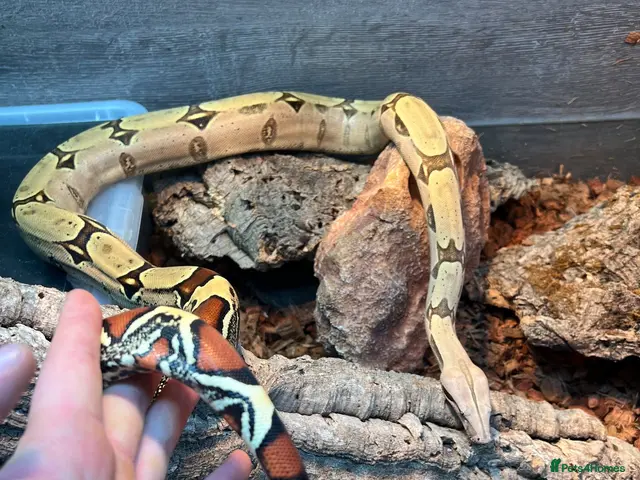 Boa Snake reptiles for sale: Suriname BCC female 100% pure locality - Advert 1