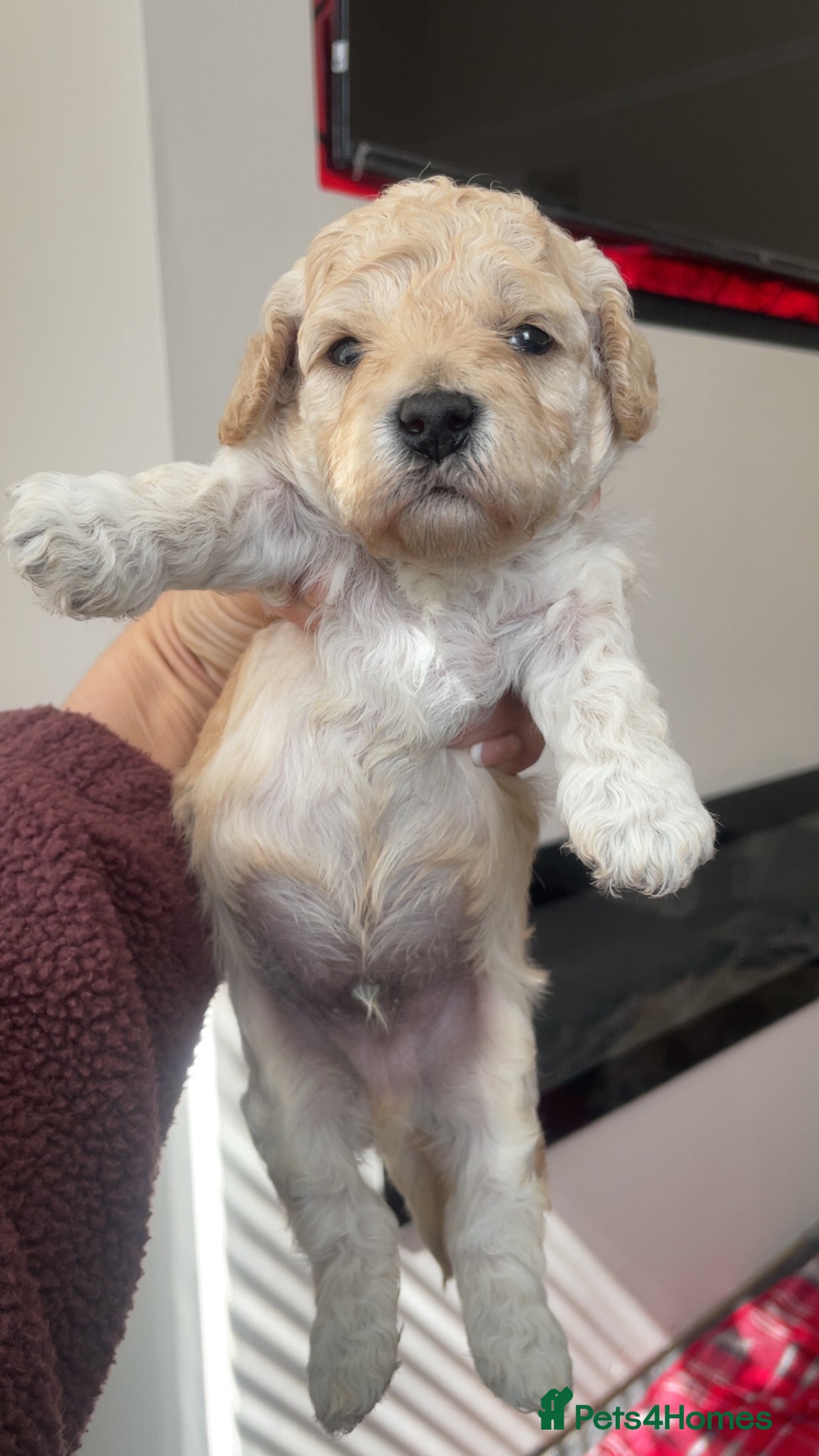 Poochon dogs for sale: Ready to leave NOW poochons🐶❤️ - Advert 39