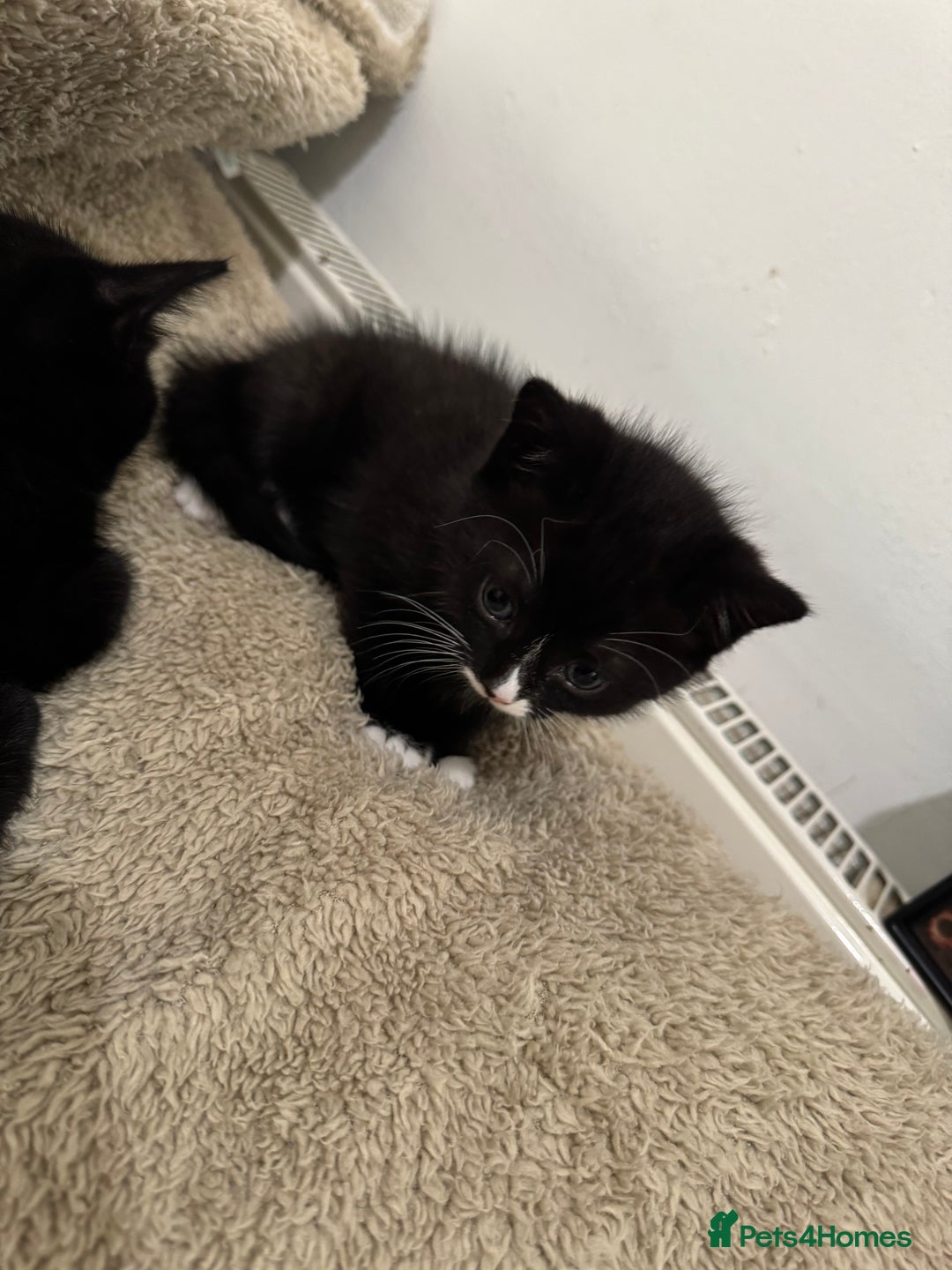 Domestic Shorthair cats for sale: Kittens  - Image 11