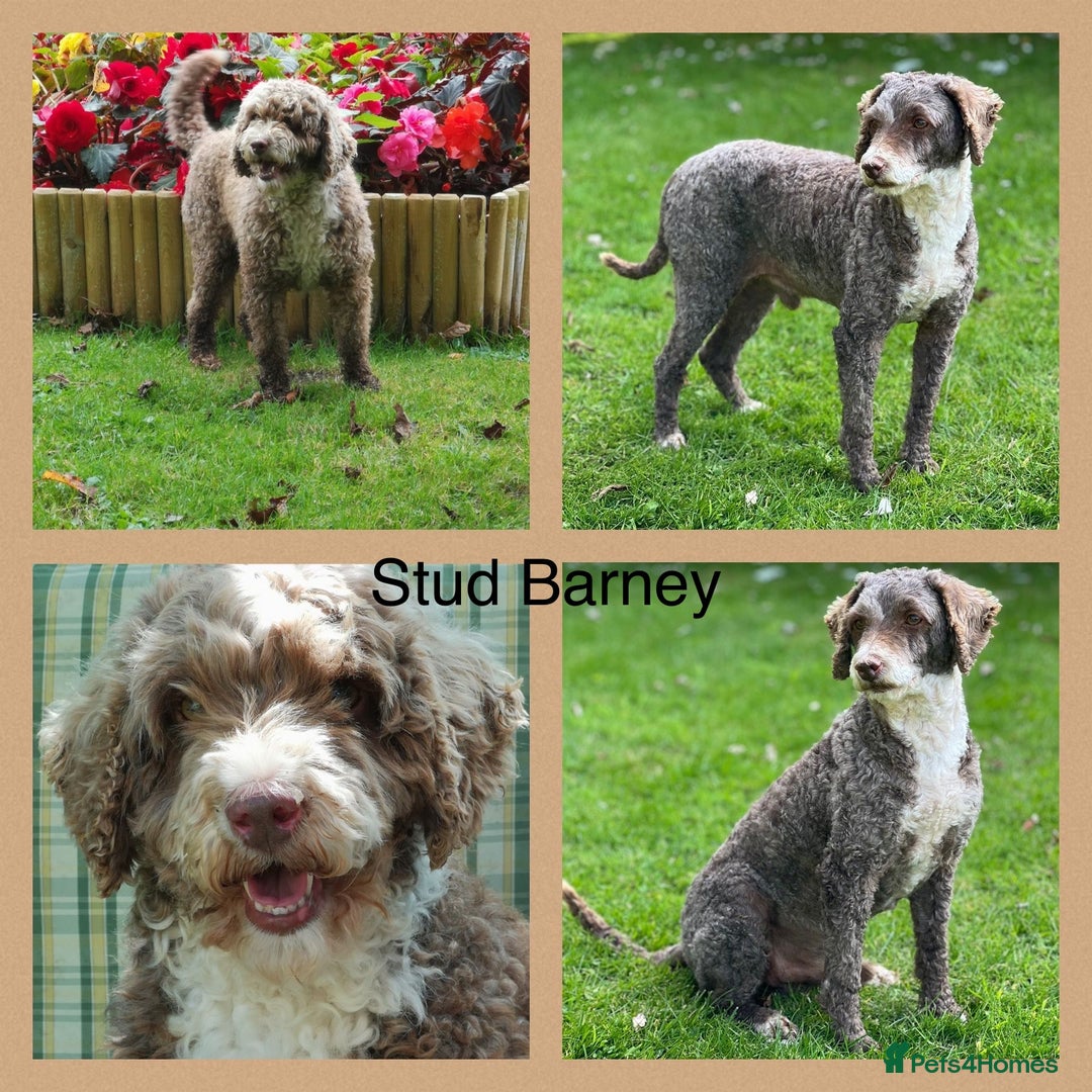 Goldendoodle dogs for sale: Miniature F1B Goldendoodle puppies - Advert 6