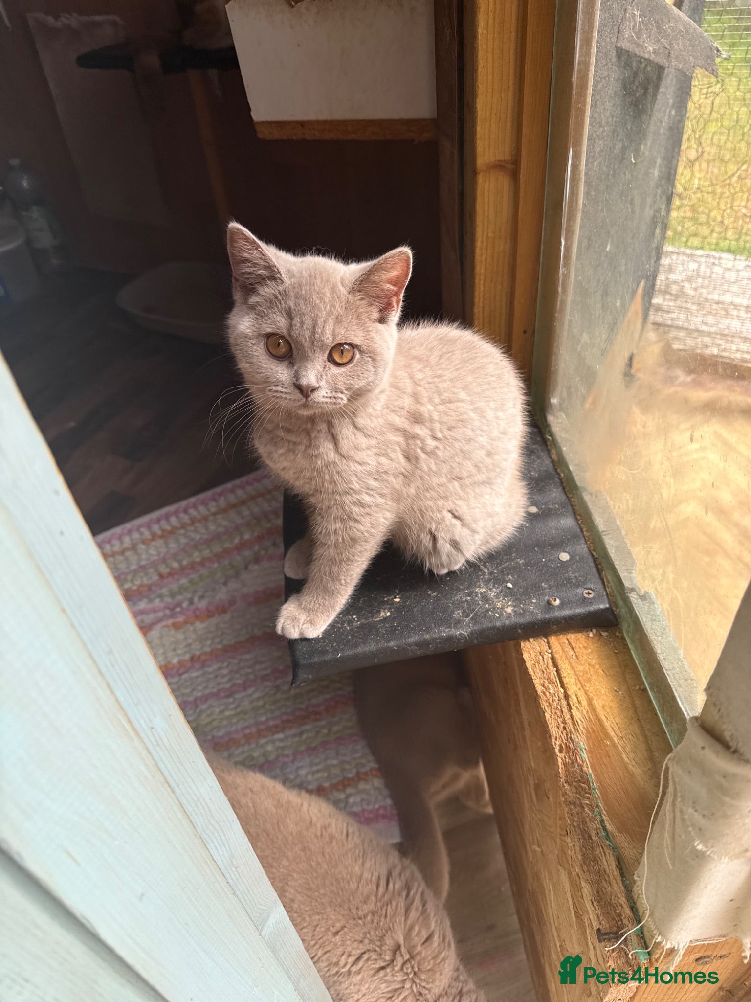 British Shorthair cats Price reduced!!GCcf BSH two boys  - Advert 2